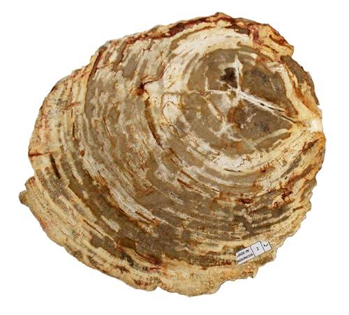 Fósil de madera petrificada de 33 cm de largo, 23 cm de ancho, 2 cm de grosor, peso de 2,1 kg