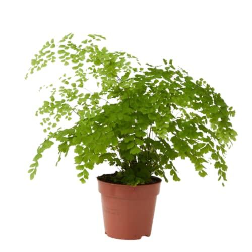 Verdecora Adiantum (Culantrillo) en Maceta Ø13 cm | Helecho de Interior Elegante y Decorativo | Ideal para Espacios Sombríos y Húmedos