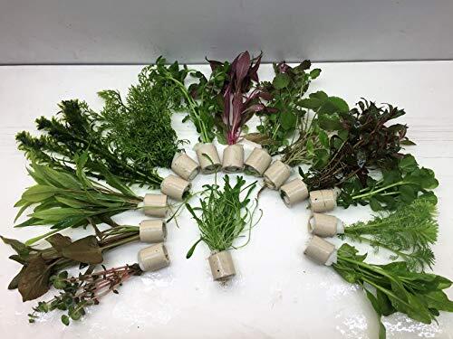 Transforma Tu Acuario con Plantas Acuáticas Naturales