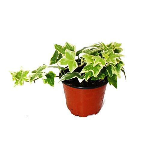 Hedera helix: Guía Completa de la Hiedra de Follaje Blanco
