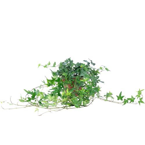 Hiedra común verde - Planta de interior fácil de cuidar, Hedera helix - altura aprox. 20 cm, maceta Ø 13 cm