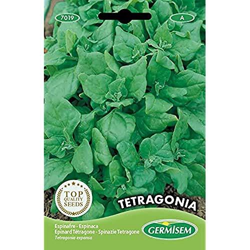 Cultiva tus propias espinacas Tetragone: Guía y características