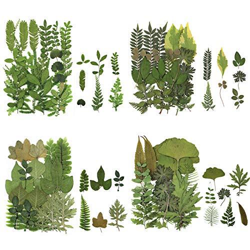84 Hojas secas prensadas de Plantas de herbario pétalos Mezclados Hojas secas Naturales Reales para Manualidades de Resina DIY Pegatinas de uñas Adornos Decoraciones (A)