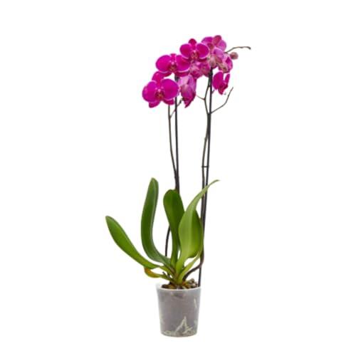 Verdecora Planta Orquídea Phalaenopsis Natural 2 Tallos Morada Maceta Ø12cm