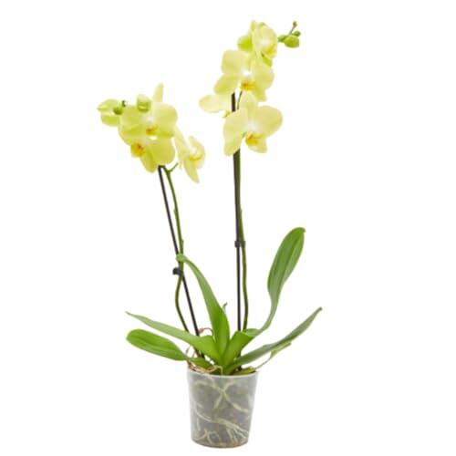Verdecora Orquídea Phalaenopsis Natural 2 Tallos Amarillo Maceta Ø12cm | Planta natural de interior, Planta con flor