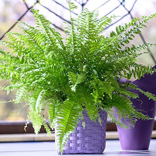 Helecho Fresco de Boston | Purificadora de Aire Planta de 25-35cm de Interior en Maceta | Plantas para Regalo