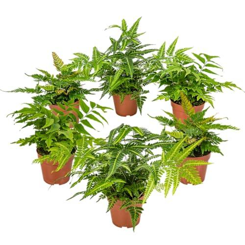 Transforma tu jardín con la elegante mezcla de 6 helechos Bloomique