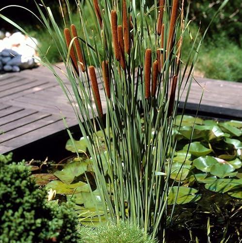 Transforma tu estanque con el set de 3 Typha latifolia de Bloomique