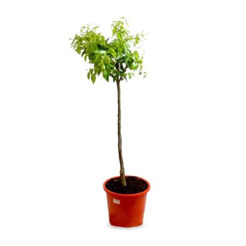Cultiva tus propias mandarinas en casa con el arbol citrico Verdecora en maceta