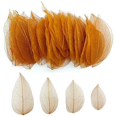 50 Piezas Naturales Esqueleto Hojas Secas MúLtiple Hojas Secas Reales Naturales Hojas Secas Mezcladas Utilizado Para La FabricacióN De La Tarjeta Del Arte Del Libro De Recuerdos (marrón)