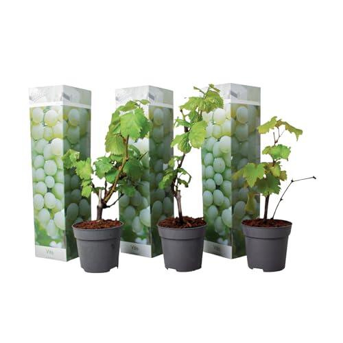 Cultiva tus propias uvas blancas: Set de 3 vides Vitis Vinifera de Plant in a Box