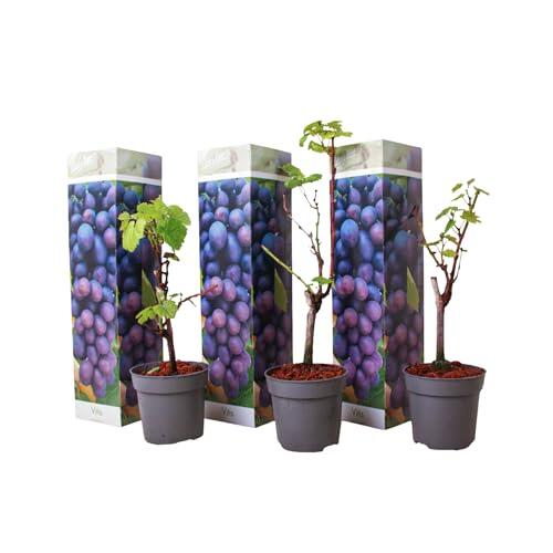 Cultiva tus propias vides: Set de 3 plantas de uva azul Vitis Vinifera