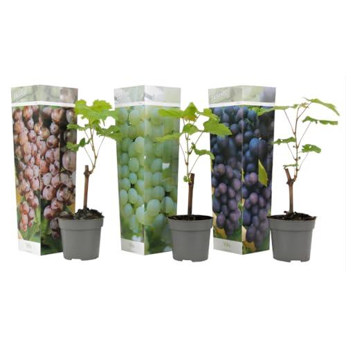 Cultiva tus propias uvas: Mezcla de 3 plantas Vitis Vinifera de Plant in a Box