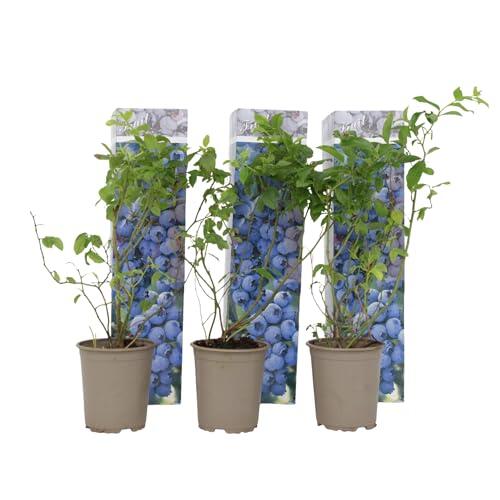 Cultiva tus propios arándanos en casa: Guía completa del set Plant in a Box