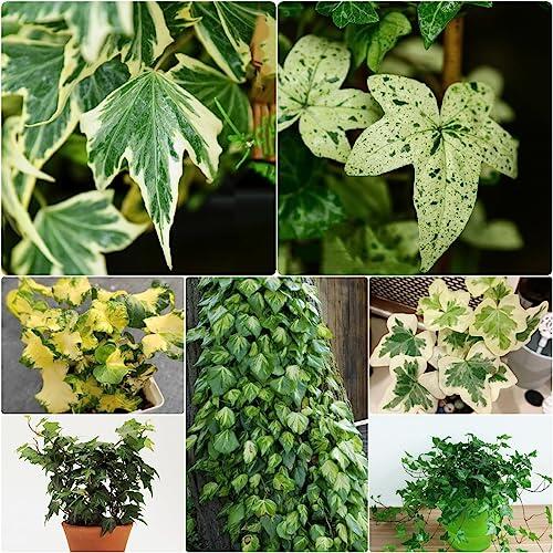 Transforma tus espacios exteriores: Guía completa para el cultivo de Hiedra Perenne