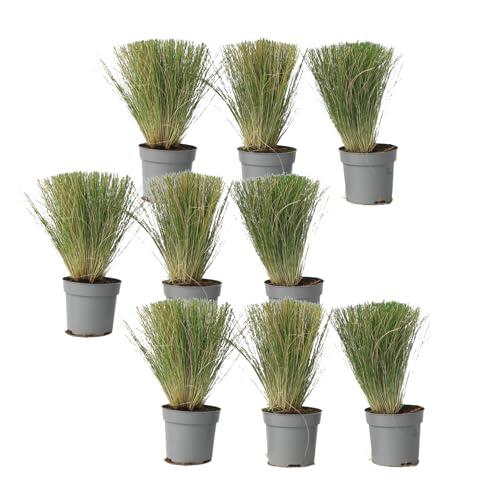 El encanto natural de la Stipa Pony Tail para tu jardín