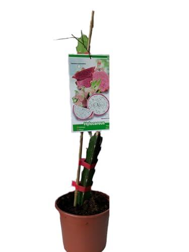 Cultiva tu propia Fruta del Dragón: Pack de Esquejes de Pitaya Morada y Blanca