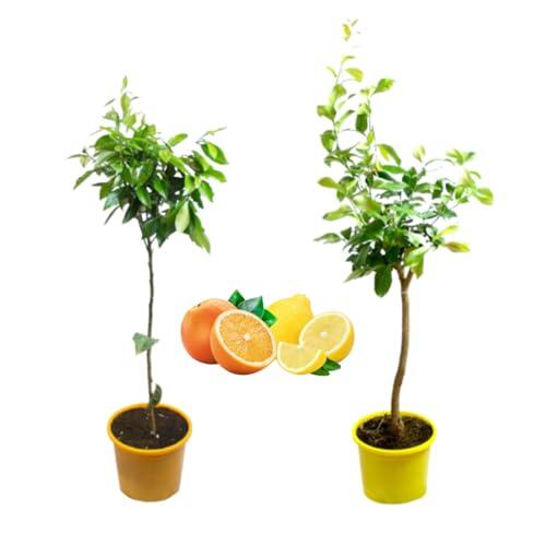 Cultiva tus propios cítricos en casa con el pack de limonero y naranjo Verdecora