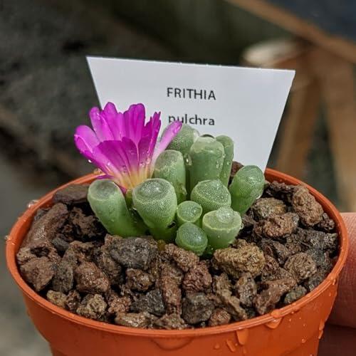 Guía Definitiva para el Cuidado de la Frithia Pulchra: La Fascinante Suculenta Dedos de Bebé