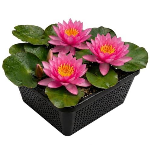Cultiva un estanque espectacular con el nenúfar rosa Nymphaea Pink Opal