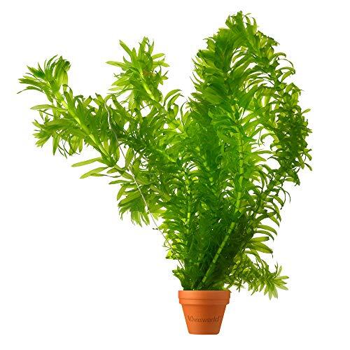 Elodea densa: Guía completa para la oxigenación de estanque
