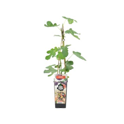 Cultiva tus propios higos: Guía completa de la Higuera Brown Turkey de Bloomique
