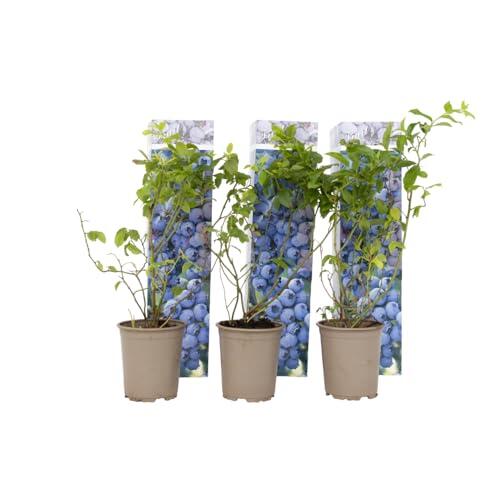 Cultiva tus propios arándanos en casa: Set de 6 plantas Vaccinium corymbosum