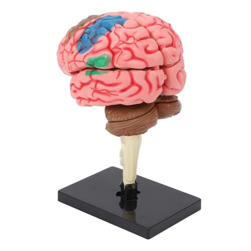 Modelo de Cerebro Humano, Herramienta de Enseñanza de Estructura de Neuroanatomía con Base, Fácil Montaje, Aplicaciones Versátiles, Pantalla Estable y Fácil de Limpiar