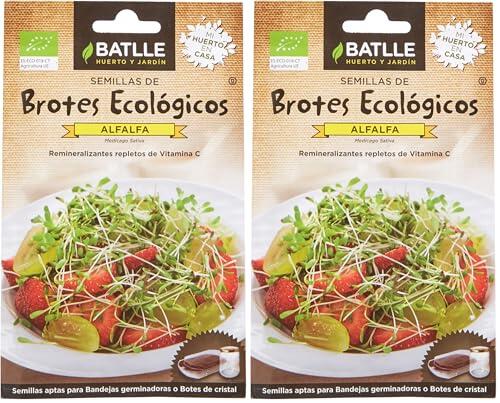 Cultiva brotes de alfalfa ecológicos en casa de forma sencilla