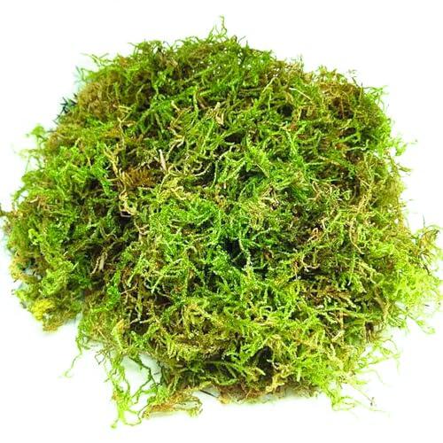 Guía Definitiva del Musgo Natural Seco BEELUKY: Usos y Aplicaciones en Jardinería