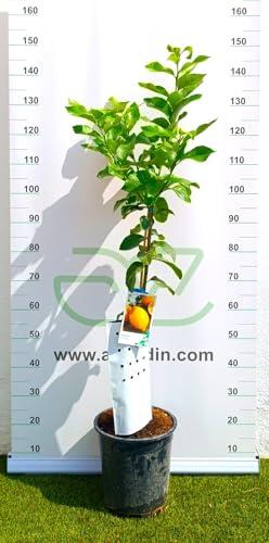 Cultiva tus propios limones todo el año con el Limonero Eureka de 4 estaciones