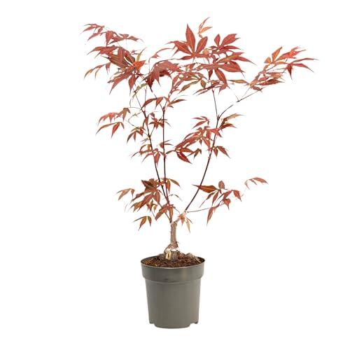 Magia y Elegancia en tu Jardín: Todo sobre el Arce Japonés 'Atropurpureum'