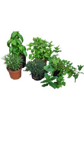 Cultiva tu propio huerto urbano con el lote de 5 plantas aromáticas AzJardin