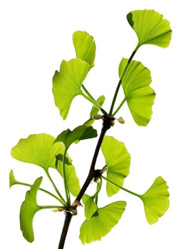 Ginkgo Biloba: Guía definitiva para cultivar el fósil viviente en tu jardín urbano