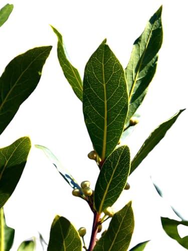 El secreto mejor guardado de los chefs y jardineros: todo sobre el Laurel en cepellón