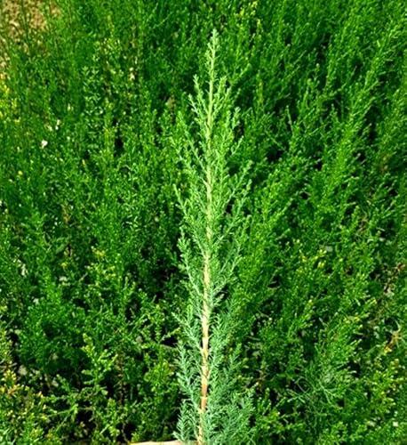 Ciprés Cupressus Sempervirens: Guía completa para crear setos y pantallas visuales