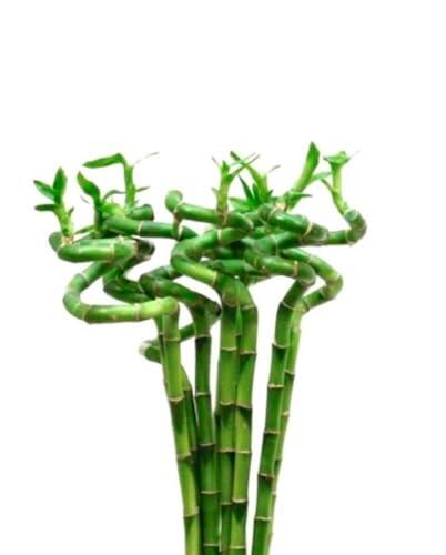 Pack de 10 Plantas de Bambú Lucky Espiral: Elegancia Natural y Simbolismo para Interiores