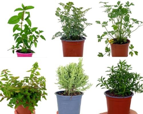 Cultiva tu propio jardín culinario y medicinal en casa con este set de hierbas