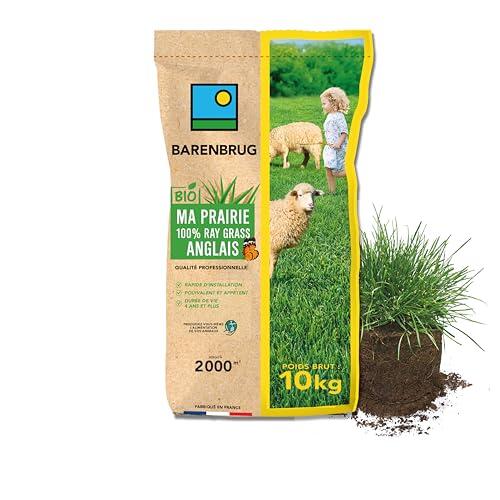 Pradera de Raigrás Inglés Barenbrug: Guía y Características Técnicas