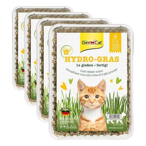 Cómo cultivar hierba fresca para gatos en casa de forma fácil y rápida