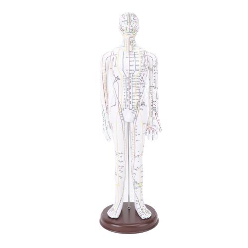 Muñeca de Acupuntura de 52 Cm / 20.47 Pulgadas, Modelo de Acupuntura del Cuerpo Humano, Acupuntura del maniquí de Acupuntura Masculina/Femenina Modelo de Acupuntura con Base,