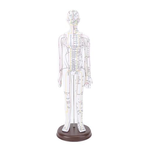 Muñeca de Acupuntura de 52 Cm / 20.47 Pulgadas, Modelo de Acupuntura del Cuerpo Humano, Acupuntura del maniquí de Acupuntura Masculina/Femenina Modelo de Acupuntura con Base,