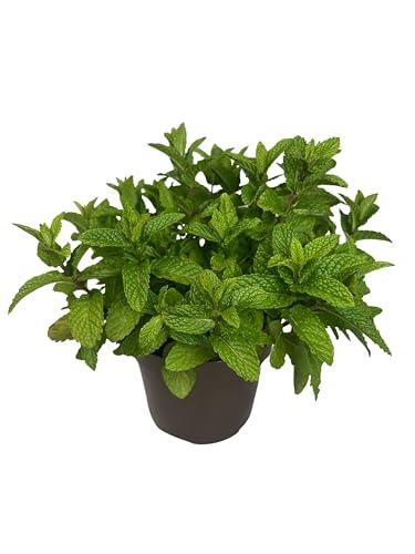Cultiva tu propia hierbabuena en casa con la maceta de 14 cm de MUNTRADE