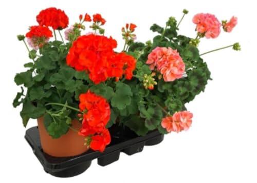 Pack de 3 macetas de Geranio Zonal, 20-30 cm. Planta con flores brillantes y hojas en tonos verdes. Segura Garden.