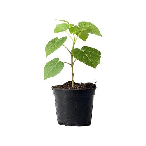 Todo sobre la Paulownia Fortunei: El Árbol de Rápido Crecimiento para tu Jardín
