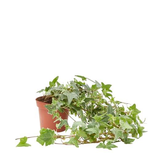 Guía completa para el cultivo y cuidado de la Hiedra de Exterior Verdecora en maceta de 13 cm