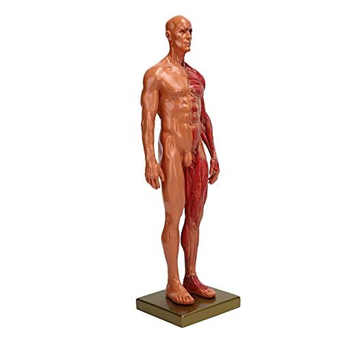 Cosiki Modelo Muscular, Modelo de Muscular en Miniatura Resina Resina Masculina Estructura Musculoesquelética de la Escultura de Cuerpo de 30 Cm de Músculo Humano Anatómico