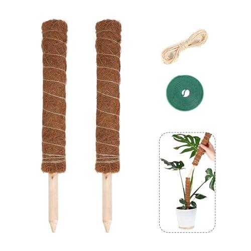 Guía Definitiva para el Cuidado de Monstera: La Importancia de los Tutores de Fibra de Coco