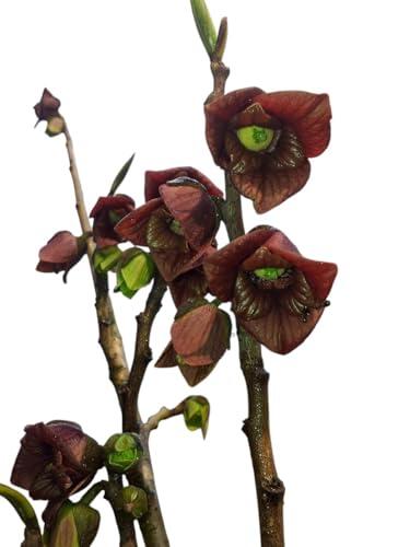 Descubre la Asimina Triloba: El Frutal Tropical que Resiste el Frío Extremo