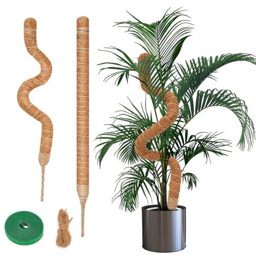 Guía Definitiva para el Cuidado de Plantas Trepadoras con Tutores de Fibra de Coco